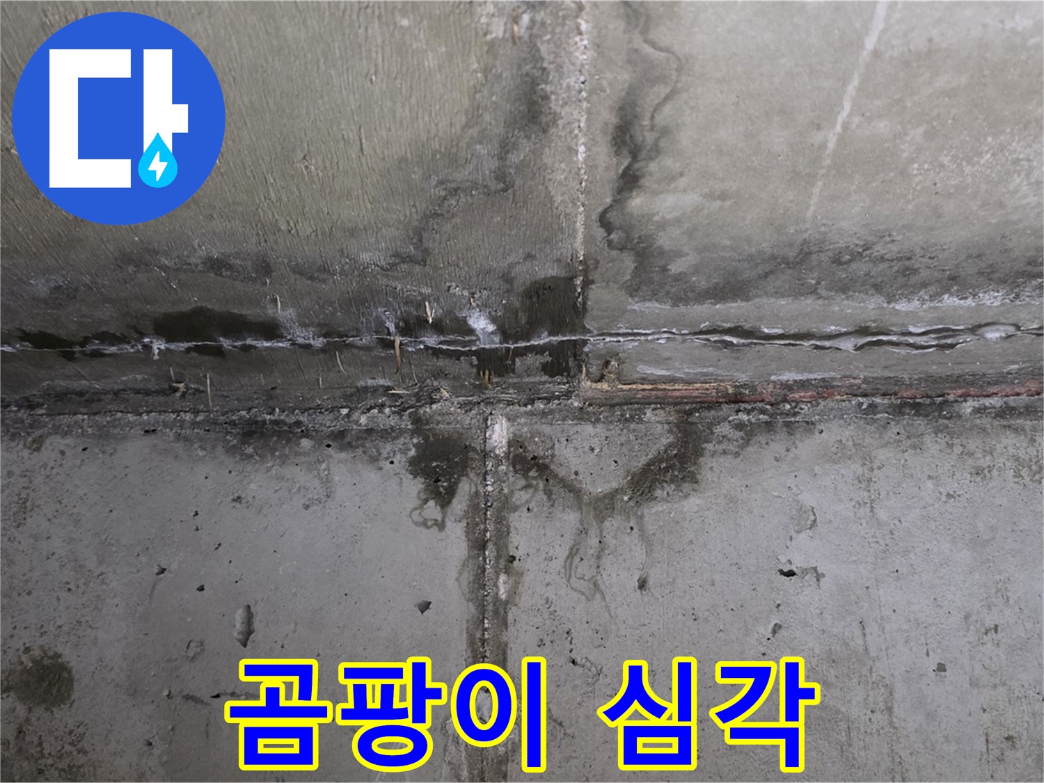 남양주 오남읍 아파트 누수 현장 - 심각한 곰팡이 발생