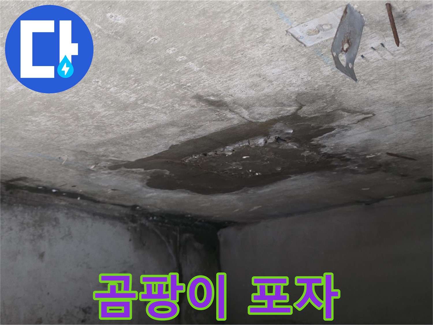 콘크리트 표면 곰팡이 포자 - 남양주 오남 누수