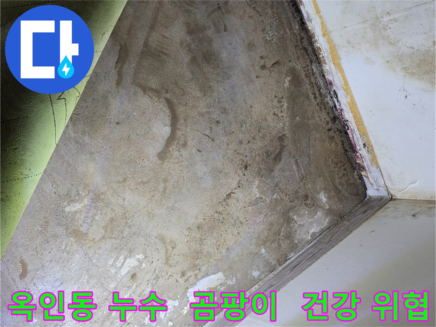 장판 밑 곰팡이 - 옥인동 주택 건강 위협