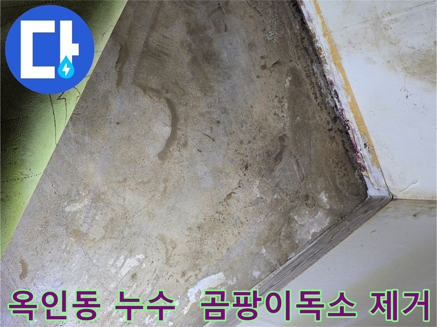 장판 밑 곰팡이 - 옥인동 곰팡이독소 제거 중요