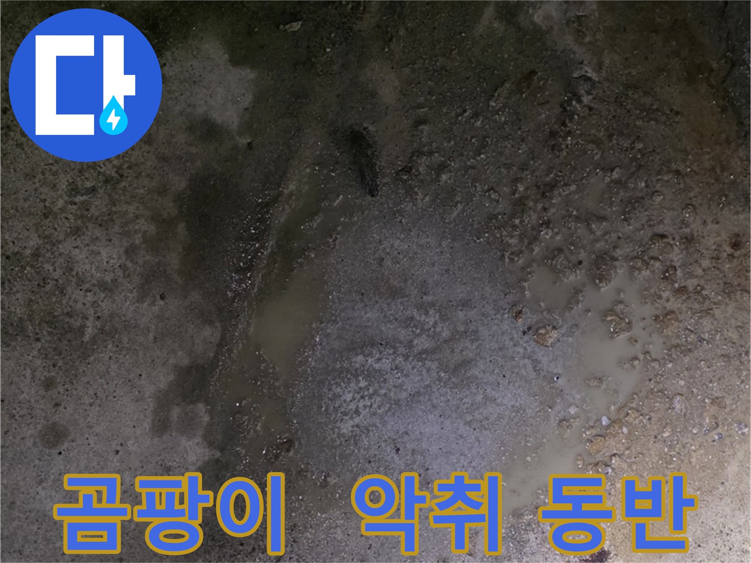 철원군 서면 와수리 누수 현장 - 곰팡이와 악취가 함께 발생하는 누수 현장입니다.
