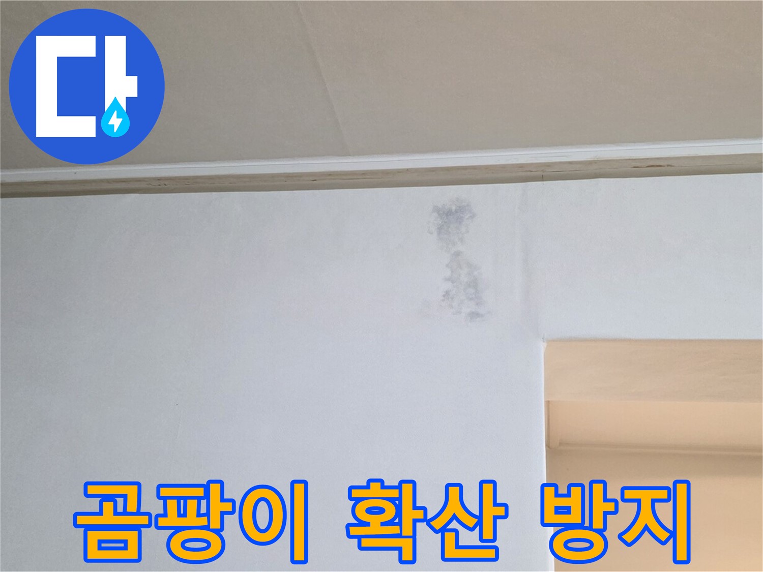 곰팡이 확산 방지 - 신속 조치