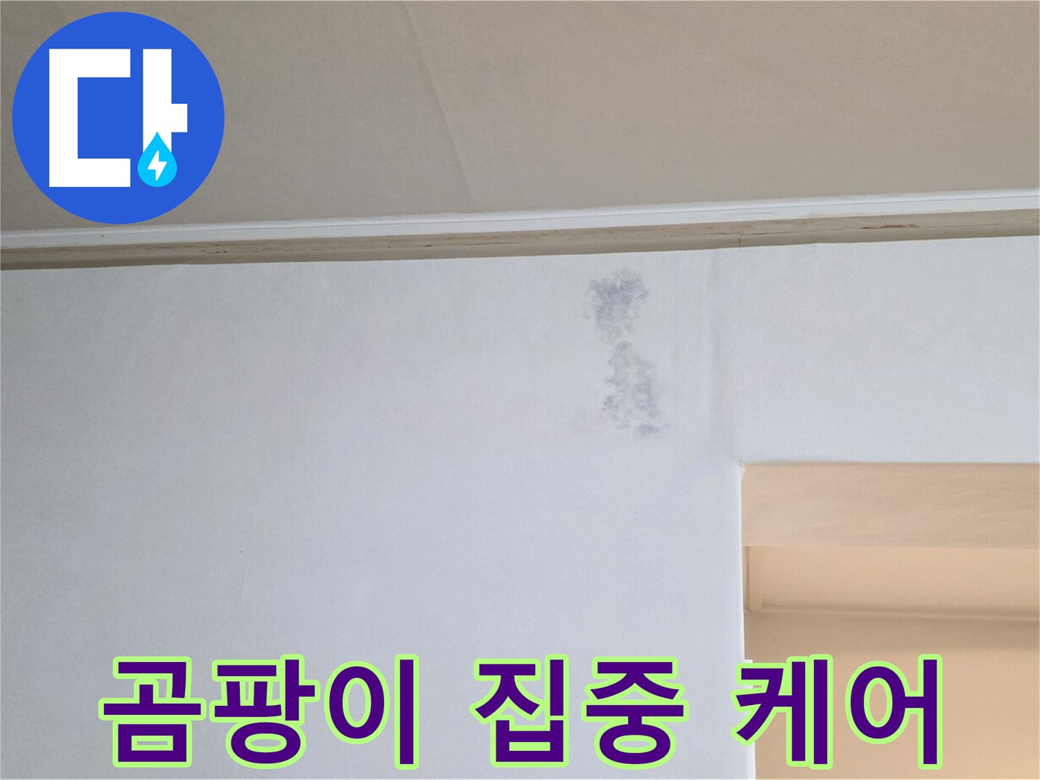 벽 곰팡이 꽃 집중 케어 - 맞춤 솔루션 제공