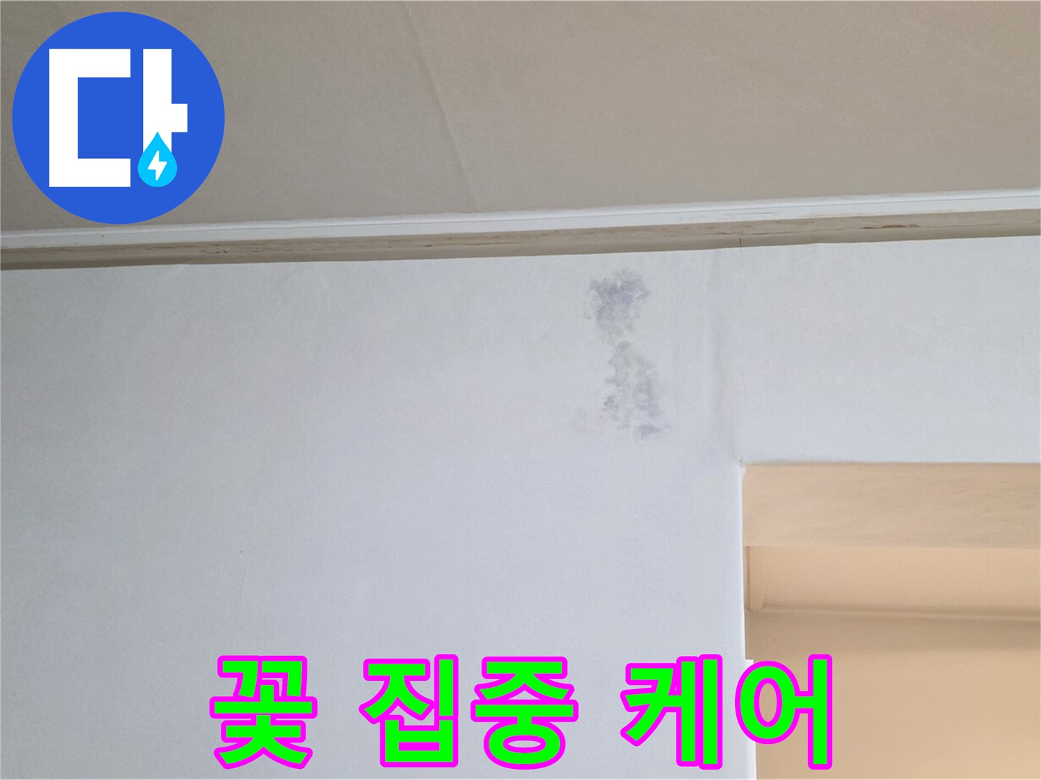 벽 곰팡이 꽃 집중 케어 - 맞춤 솔루션 제공