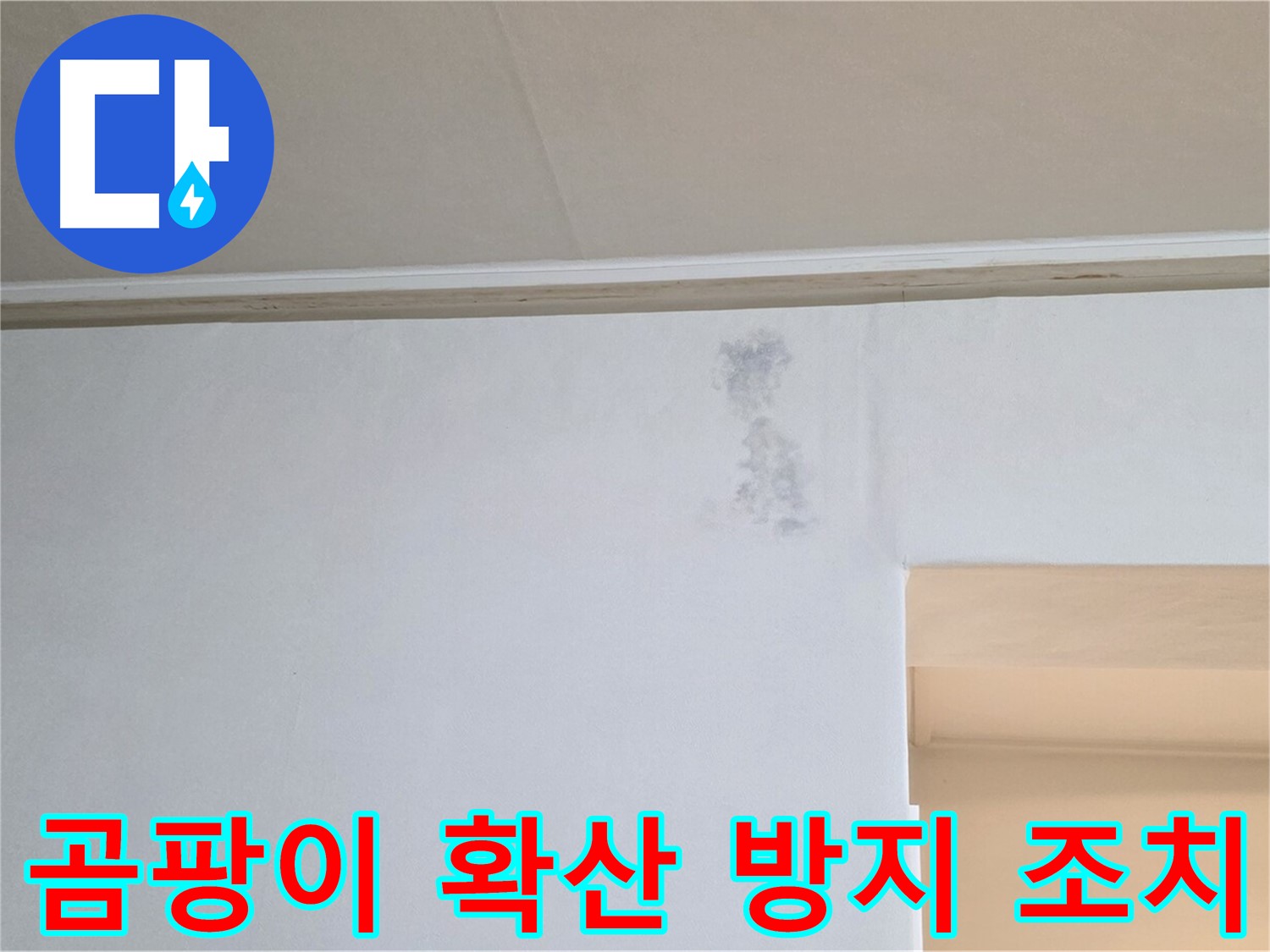 곰팡이 피해 확산 방지를 위한 신속한 조치 - 빠른 대응