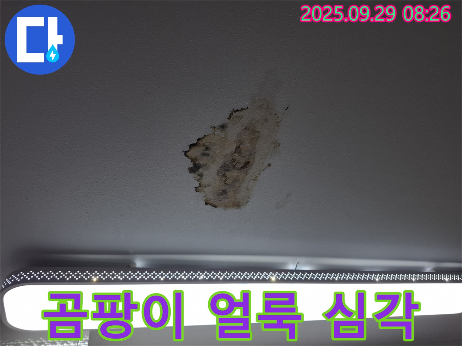 천장 누수 - 곰팡이 얼룩 - 건강 위협
