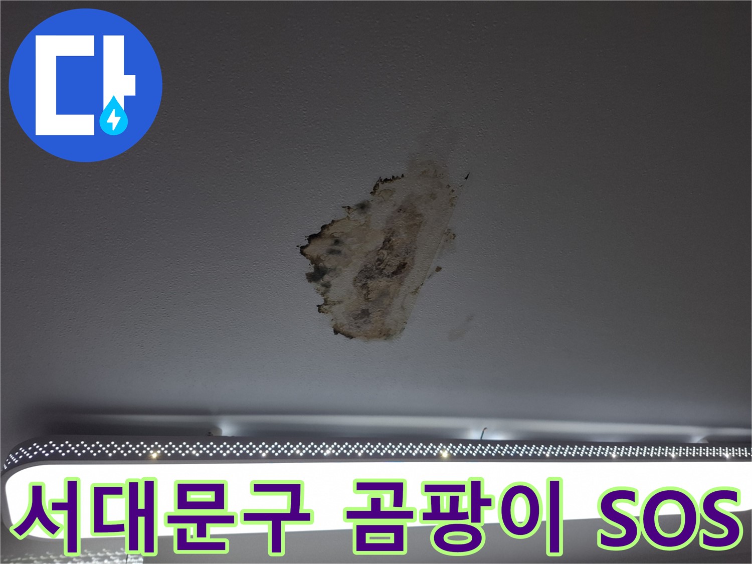 곰팡이 핀 천장 - 긴급 구조 요청에 응답합니다