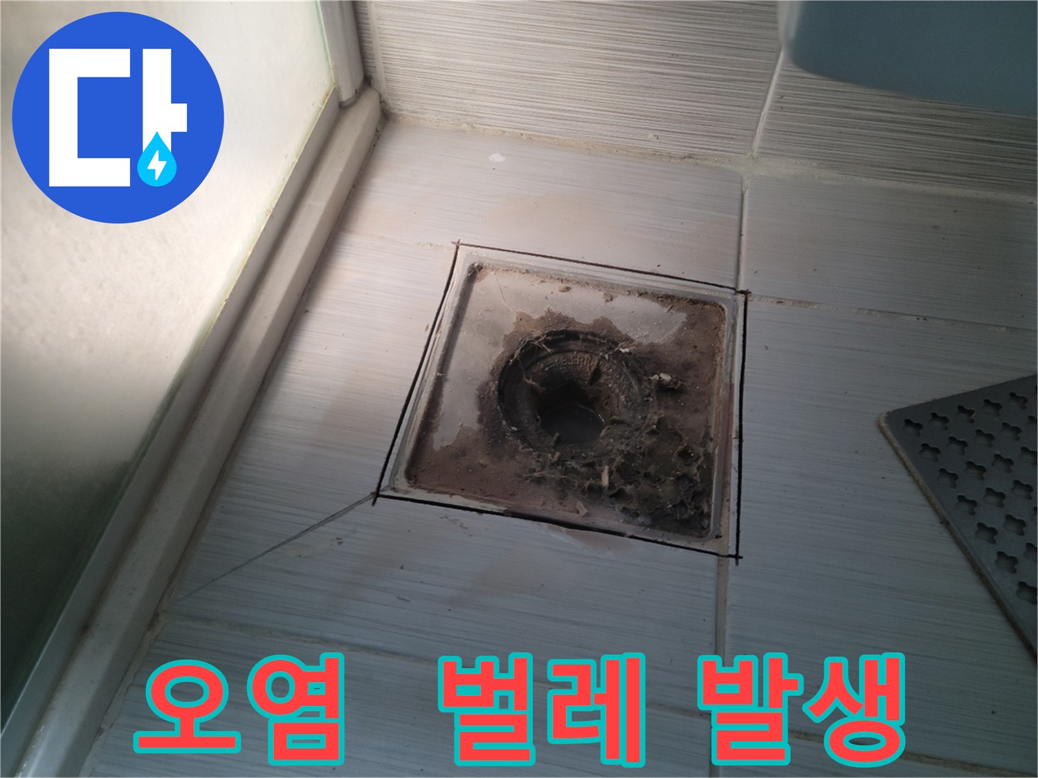 욕실 배수구 주변 오염과 함께 벌레 발생 상태