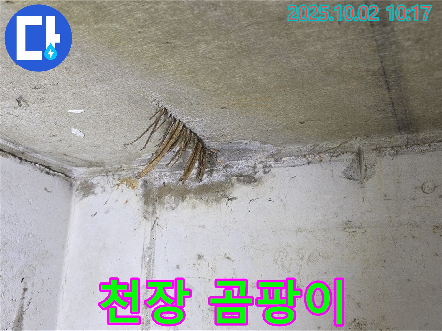 신산리 누수 - 천장 곰팡이! 건강을 위협하는 숨겨진 누수의 적