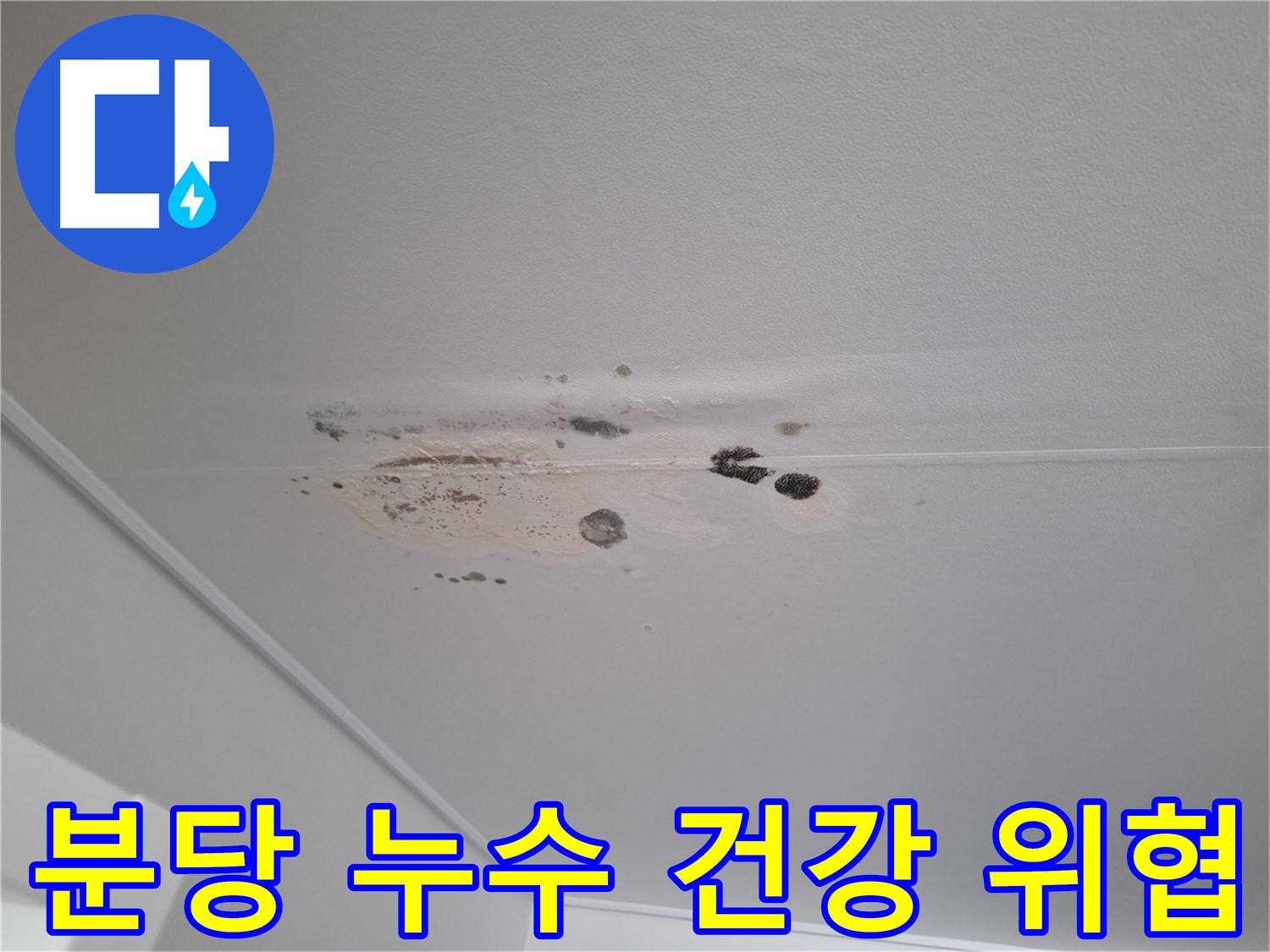 누수 곰팡이 - 건강을 위협합니다, 빠른 해결!