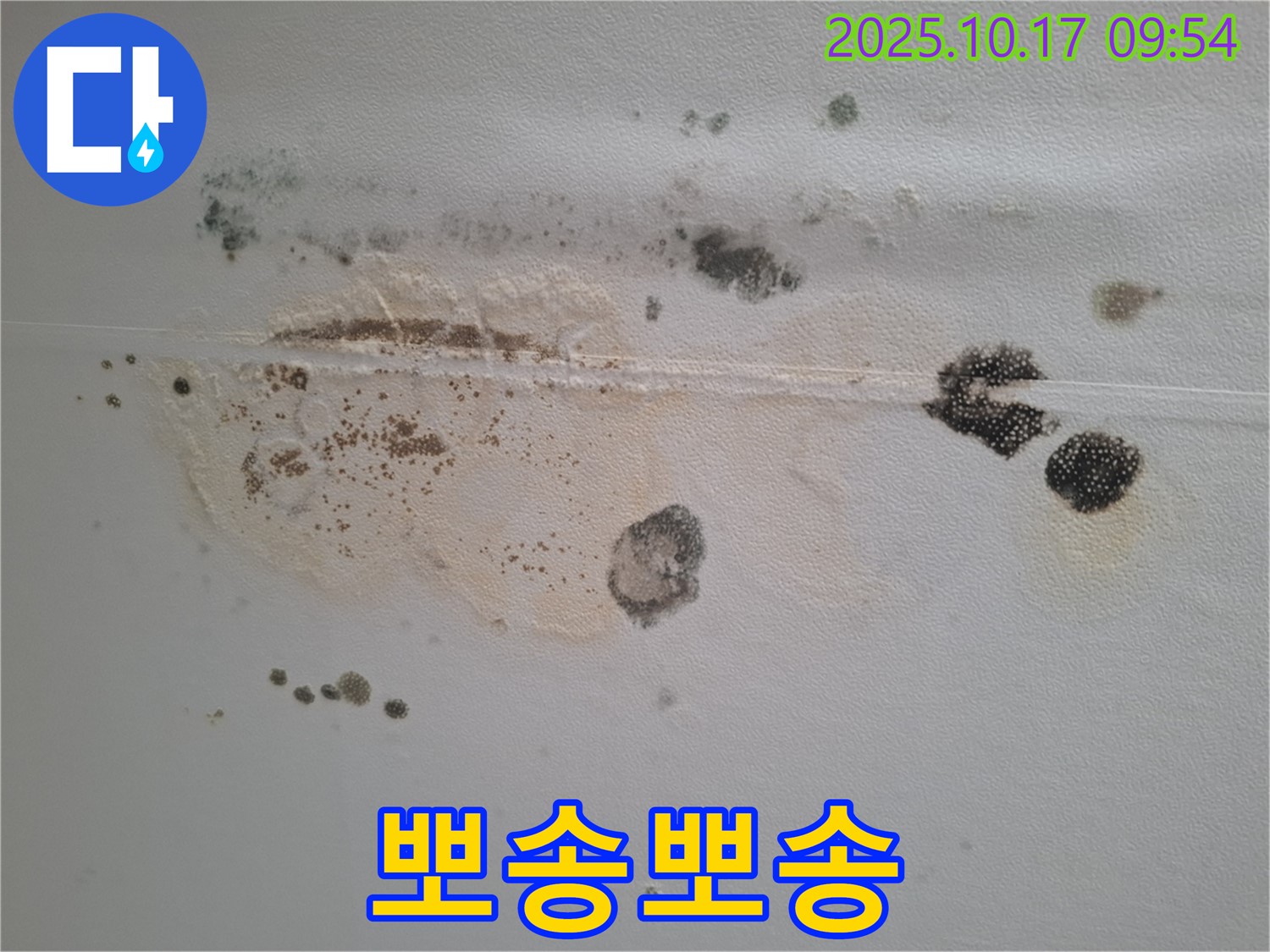 성남 분당 삼평동 봇들마을2단지 아파트 천장 누수 - 곰팡이 완벽 제거 및 누수 해결, 뽀송뽀송한 우리 집 완성