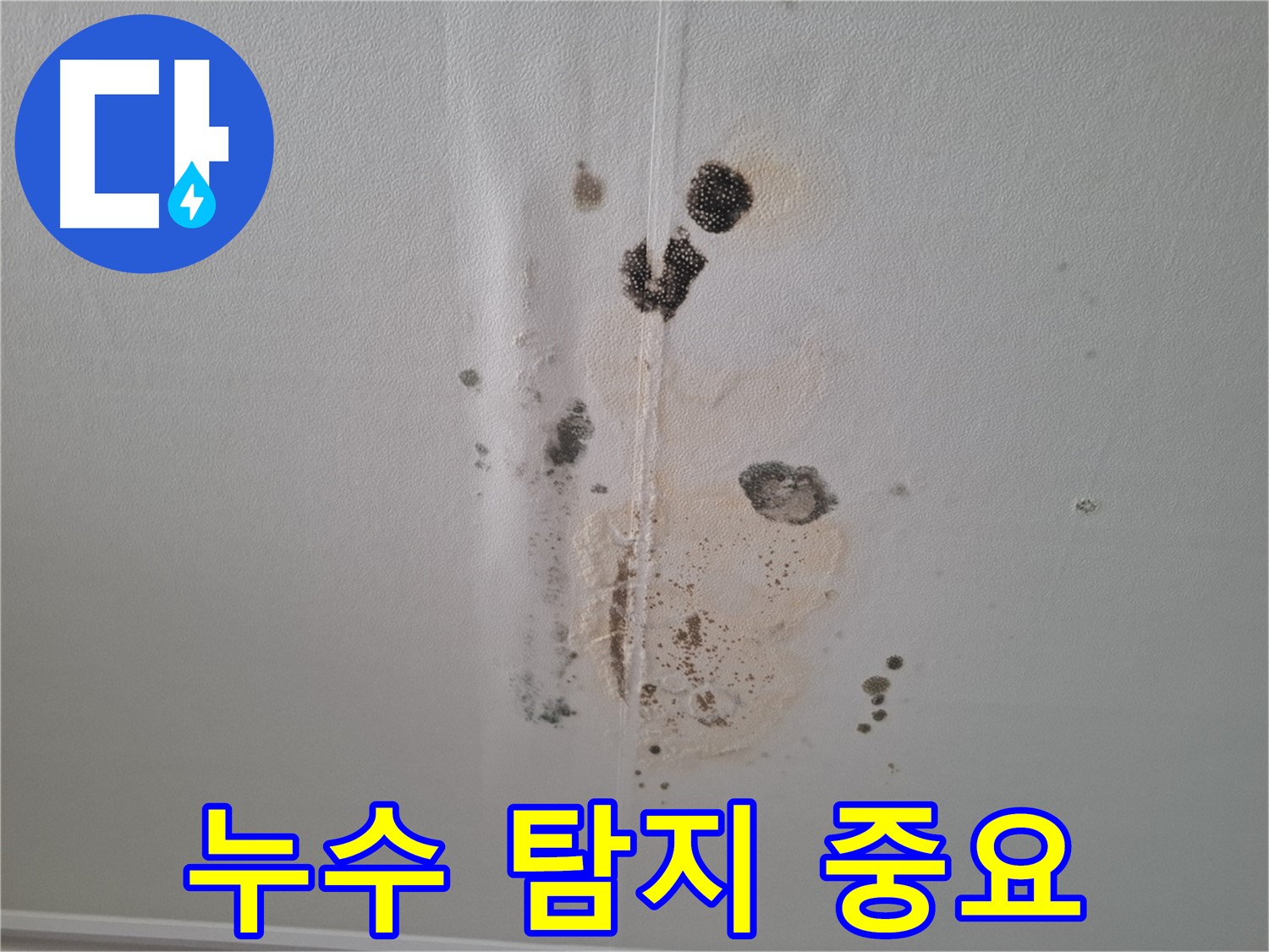 성남 분당 아파트 누수 - 곰팡이 확산 방지를 위한 빠른 누수 탐지