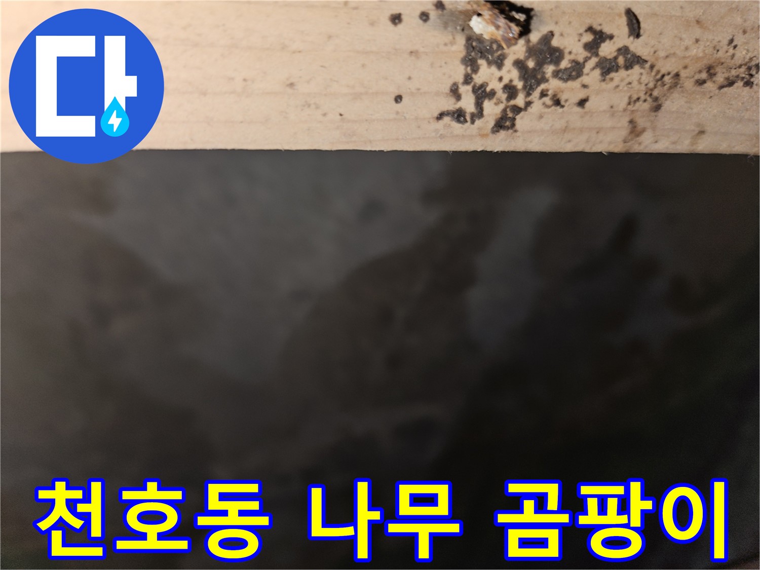 강동구 천호동 누수 - 나무 속 곰팡이 - 부식