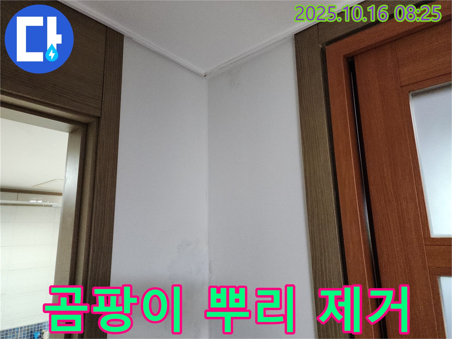 곰팡이 뿌리 제거 - 재발 방지 - 완벽한 누수 탐지