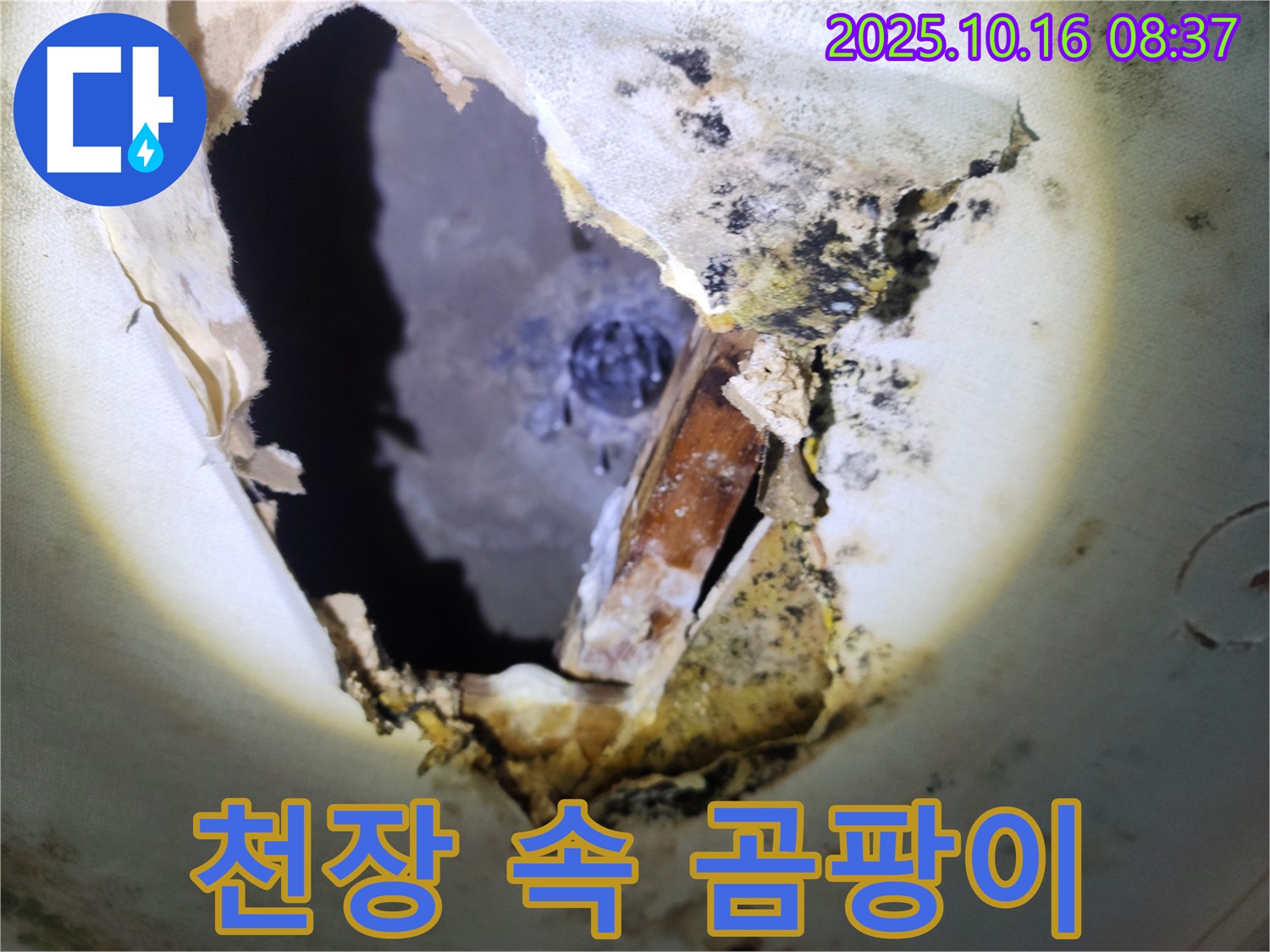 양주시 남면 경신리 주택 천장 속 - 심각한 곰팡이 발생 - 누수 문제 해결이 시급합니다.