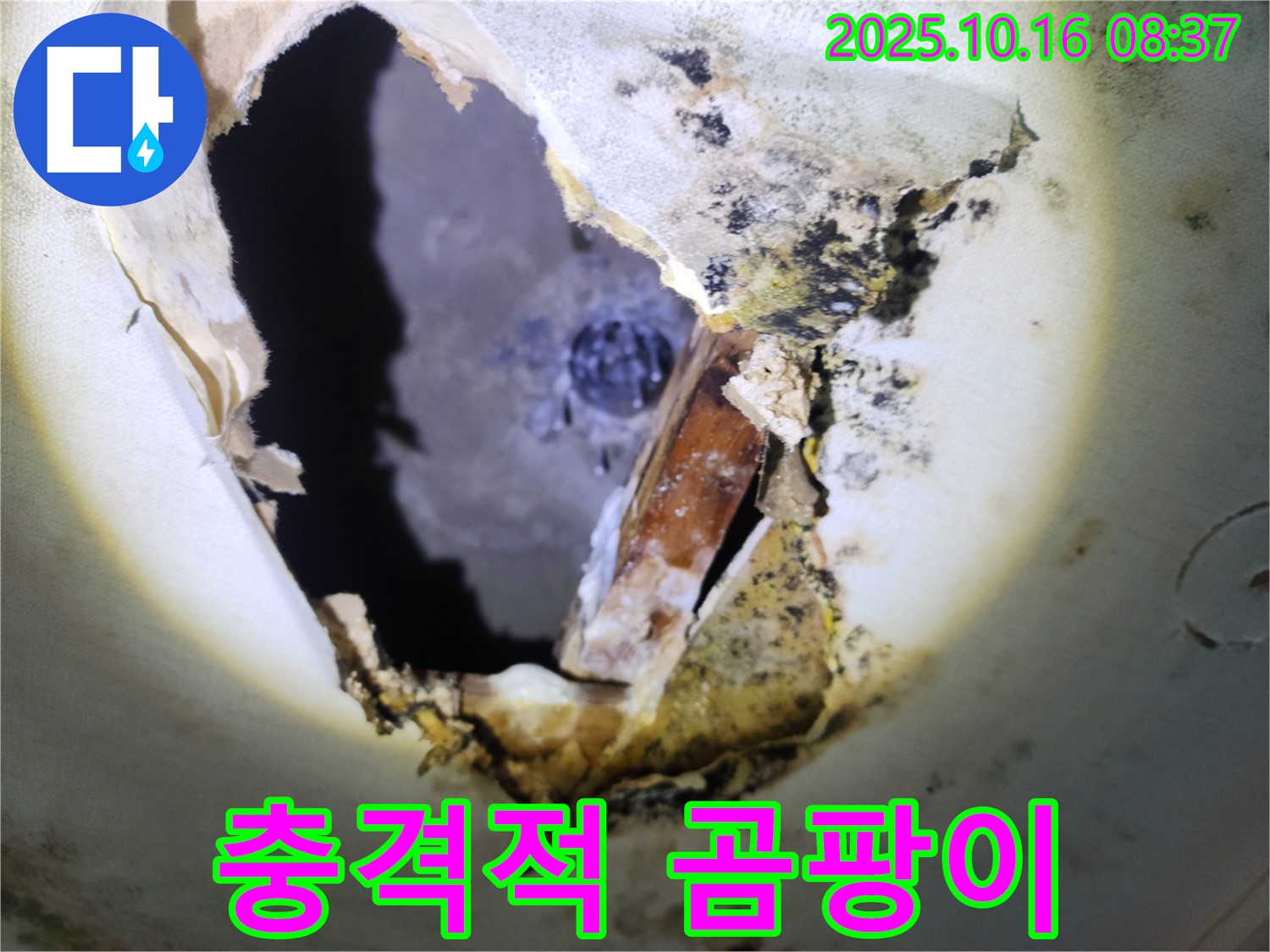 양주시 남면 경신리 주택 천장 속 - 충격적인 곰팡이 - 누수 문제의 심각성을 보여줍니다.