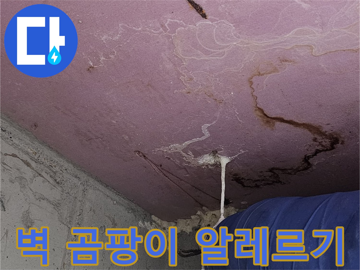 양천구 신월동 누수 - 벽 곰팡이 포자 - 알레르기 유발