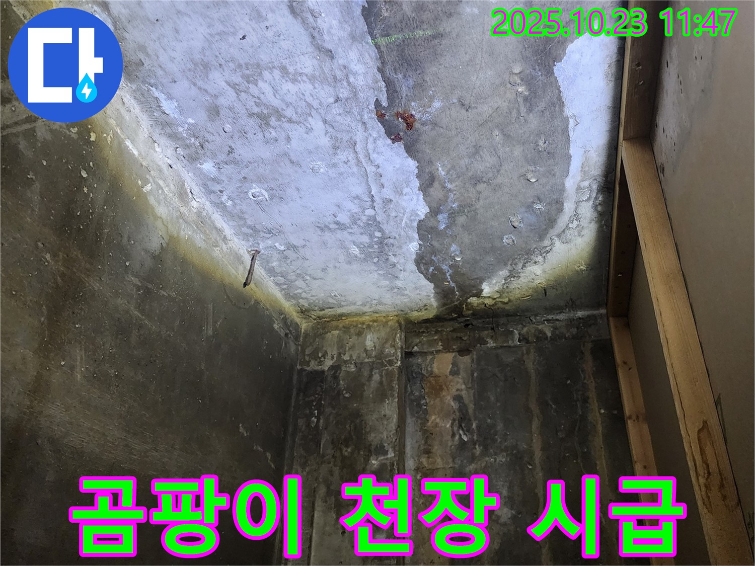 양주시 은현면 - 곰팡이 뒤덮인 천장, 누수 해결 시급