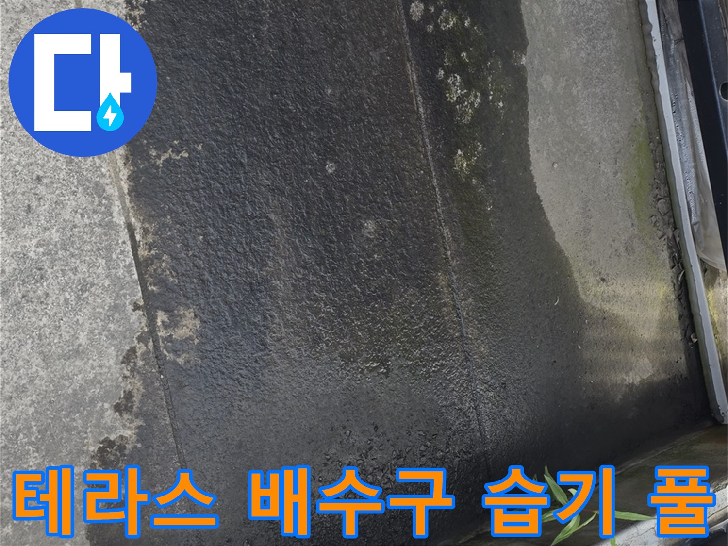 테라스 배수구 주변 습기와 풀 - 배수 문제 및 누수 의심