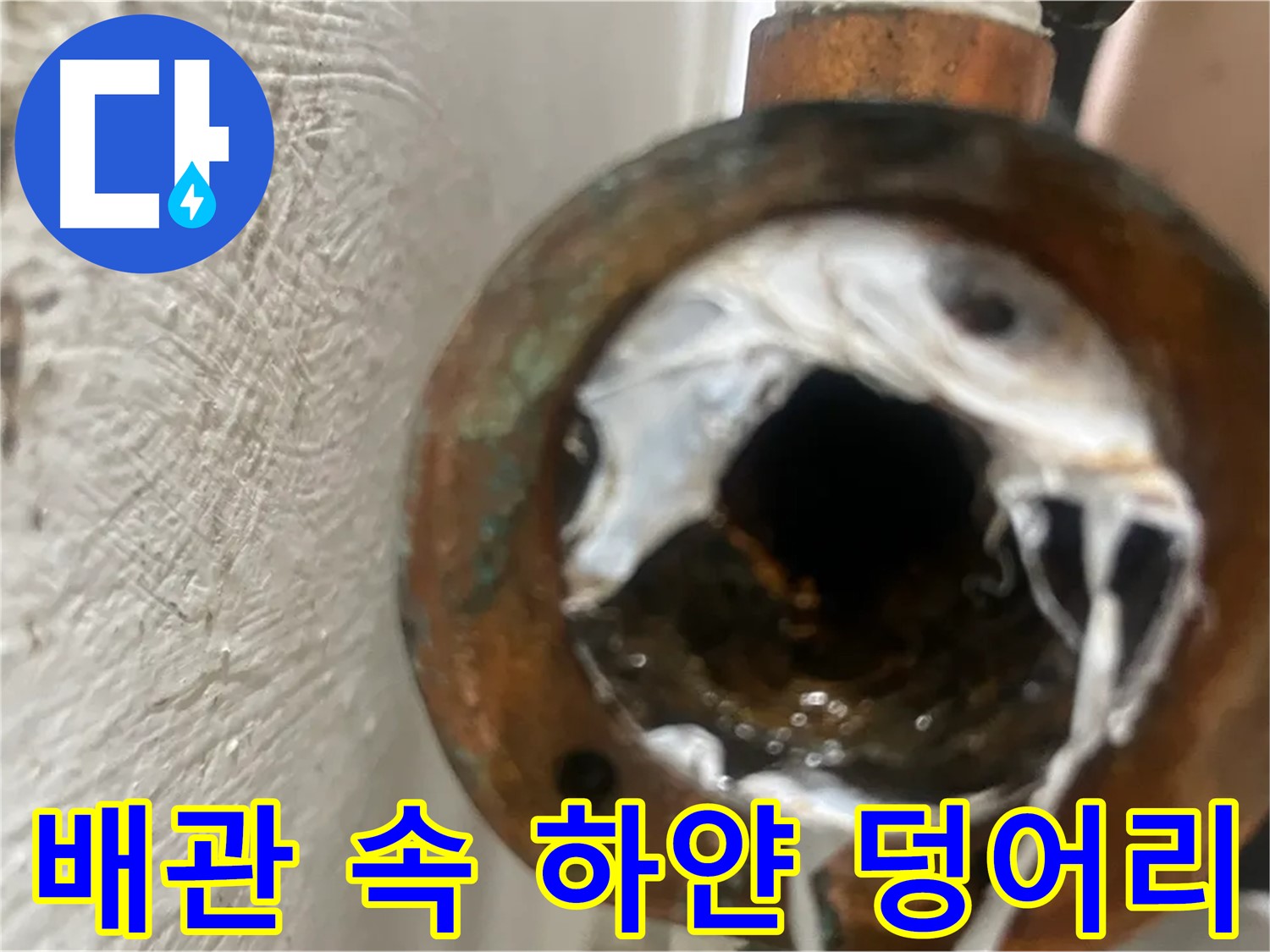 양천구 신월동 누수 - 꽉 막힌 배관 속 하얀 덩어리