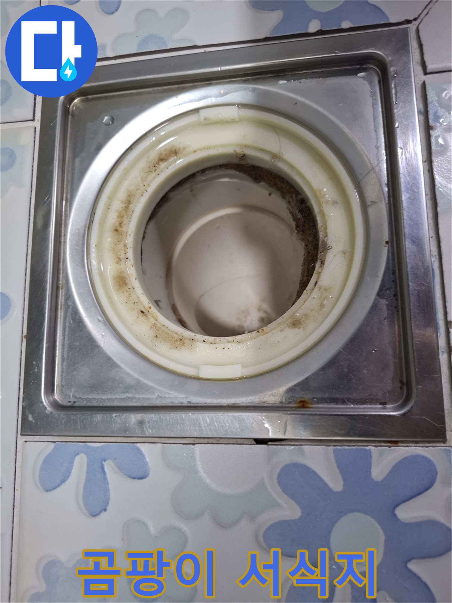 욕실 배수구 곰팡이 서식지 - 누수 의심