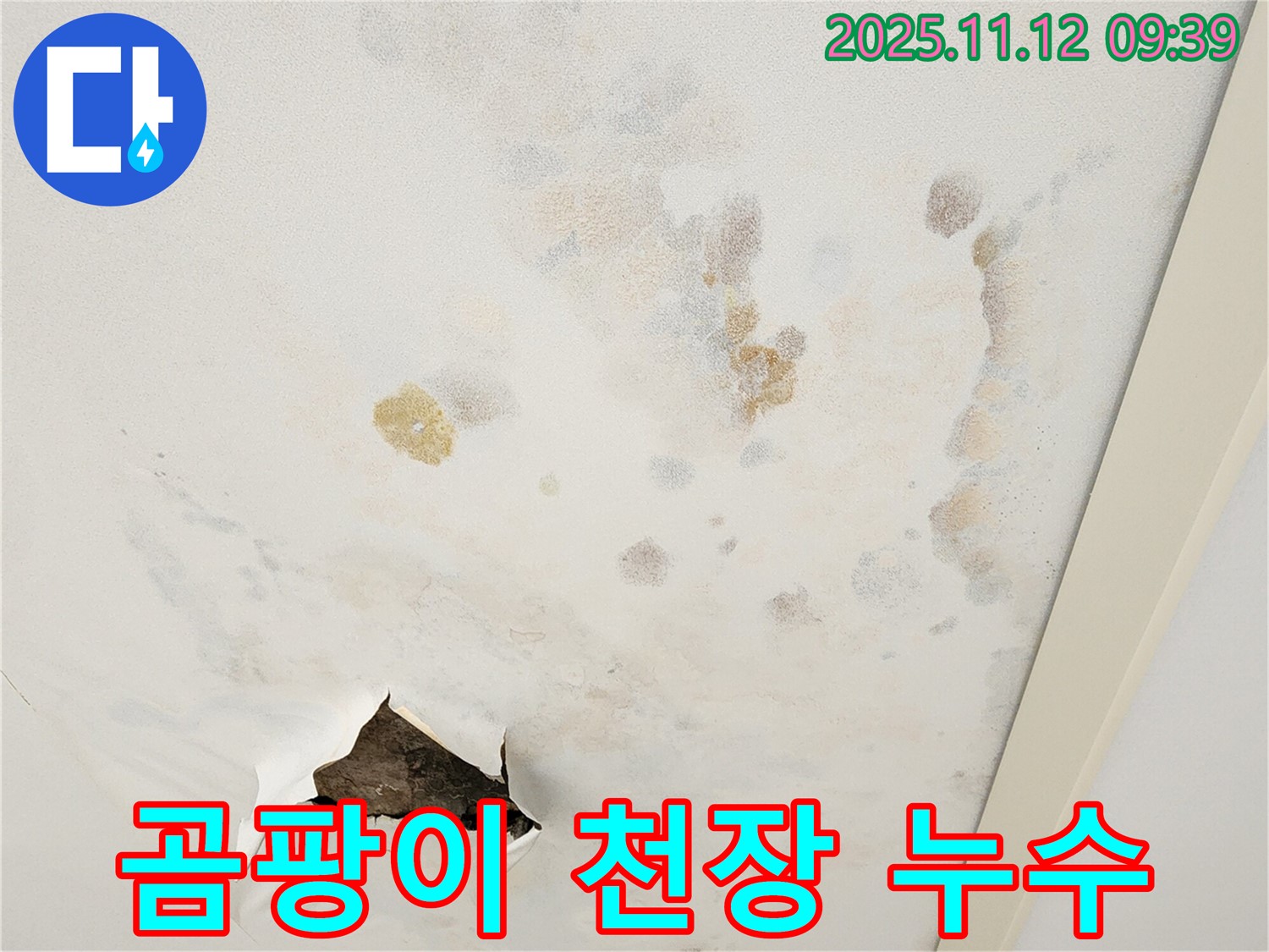 곰팡이 천장 - 건강 위협 - 누수 해결