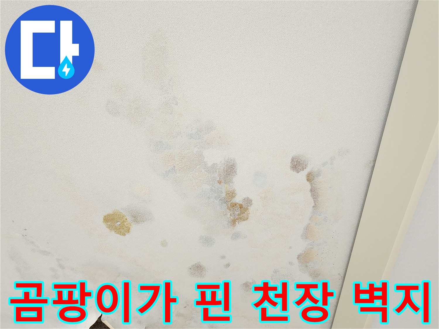 곰팡이와 물 얼룩이 혼재된 천장 벽면 상태