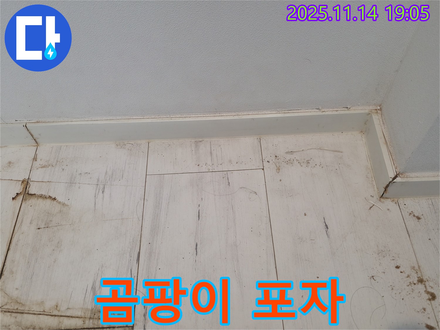 관악구 누수 - 젖은 장판, 곰팡이 포자의 향연