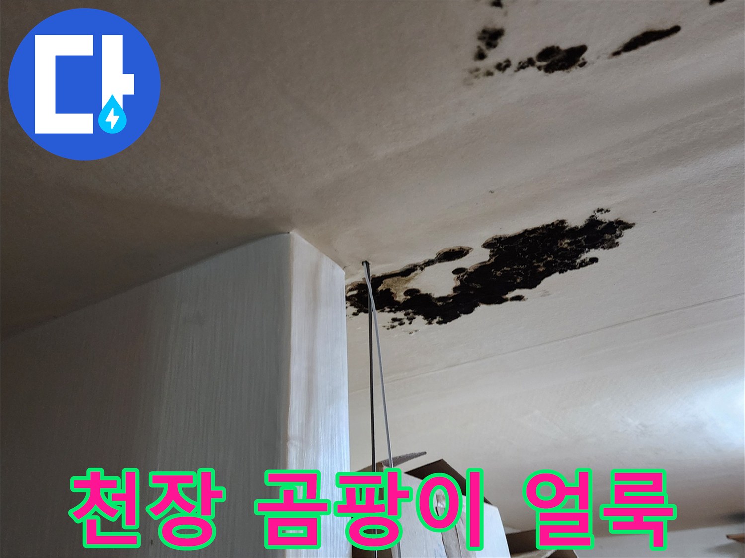 천장 면적에 넓게 퍼진 검은색 곰팡이 오염 부위