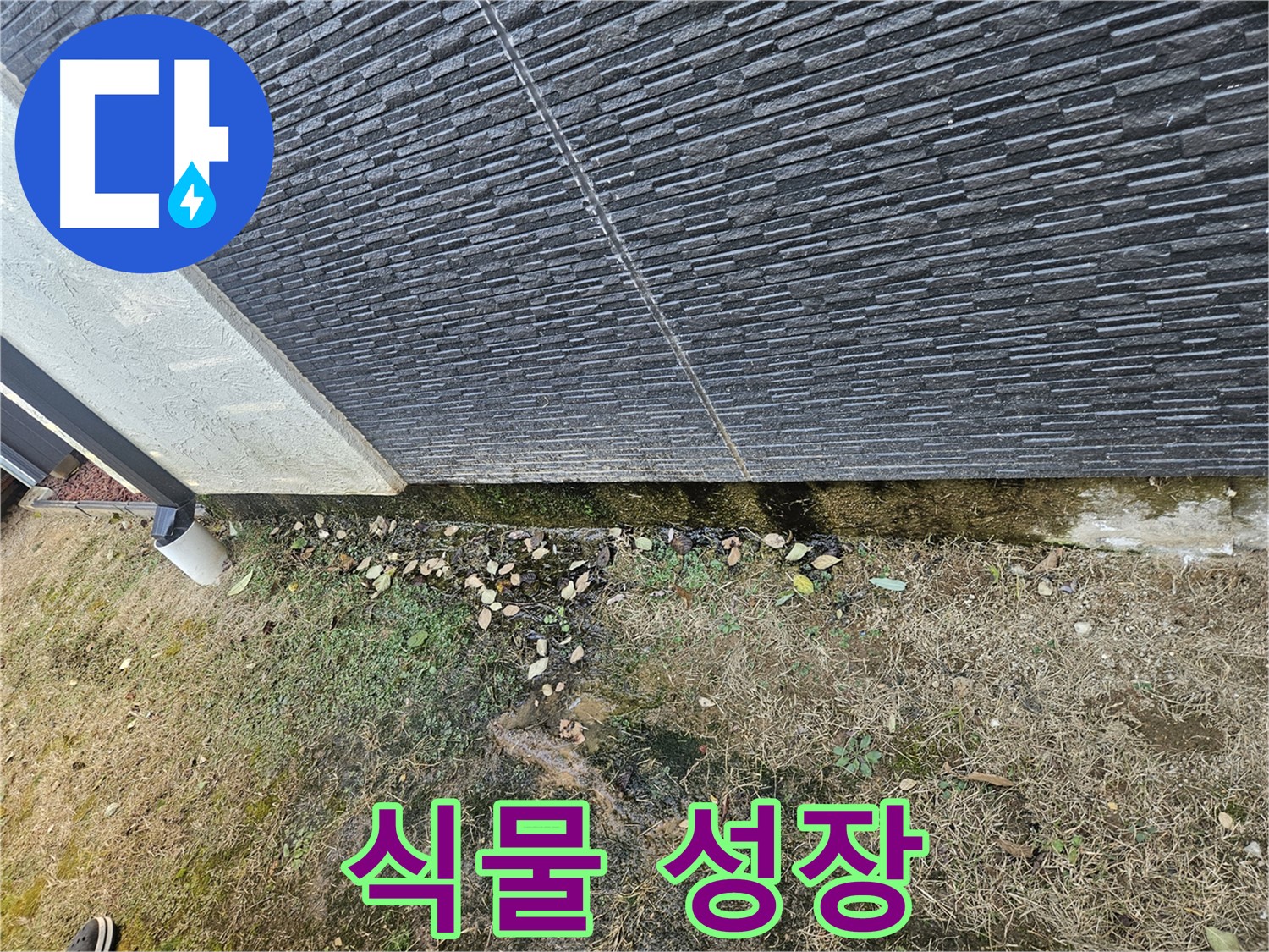 이천시 마장면 아리역로 인근 외벽 누수 위험 - 식물 성장 - 건물 손상 가능성