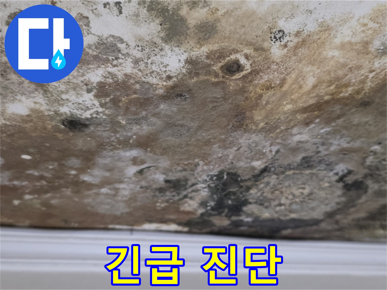 곰팡이 심각한 천장 - 긴급 진단이 필요합니다.