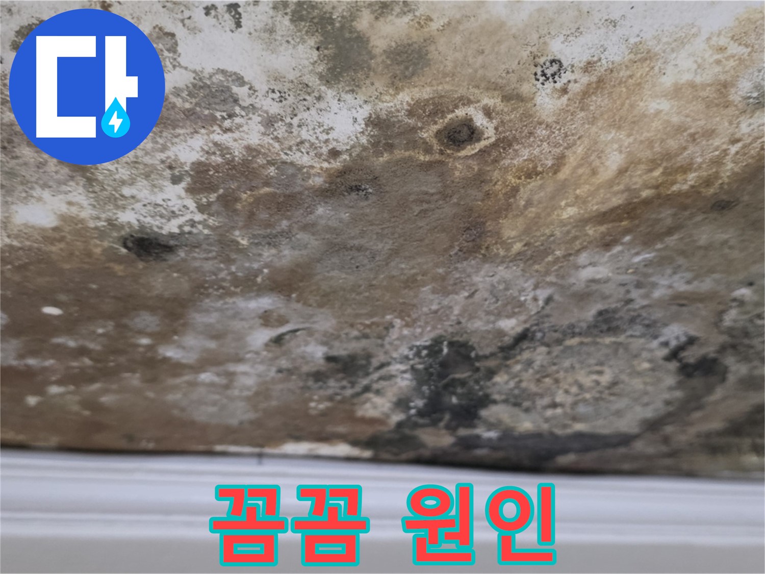 곰팡이 얼룩진 천장 - 원인부터 꼼꼼하게 진단합니다
