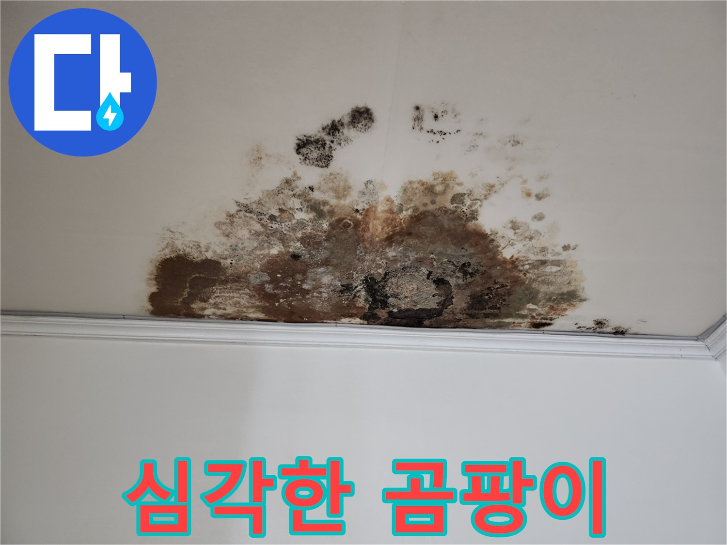 마포 누수 - 천장에 핀 심각한 곰팡이