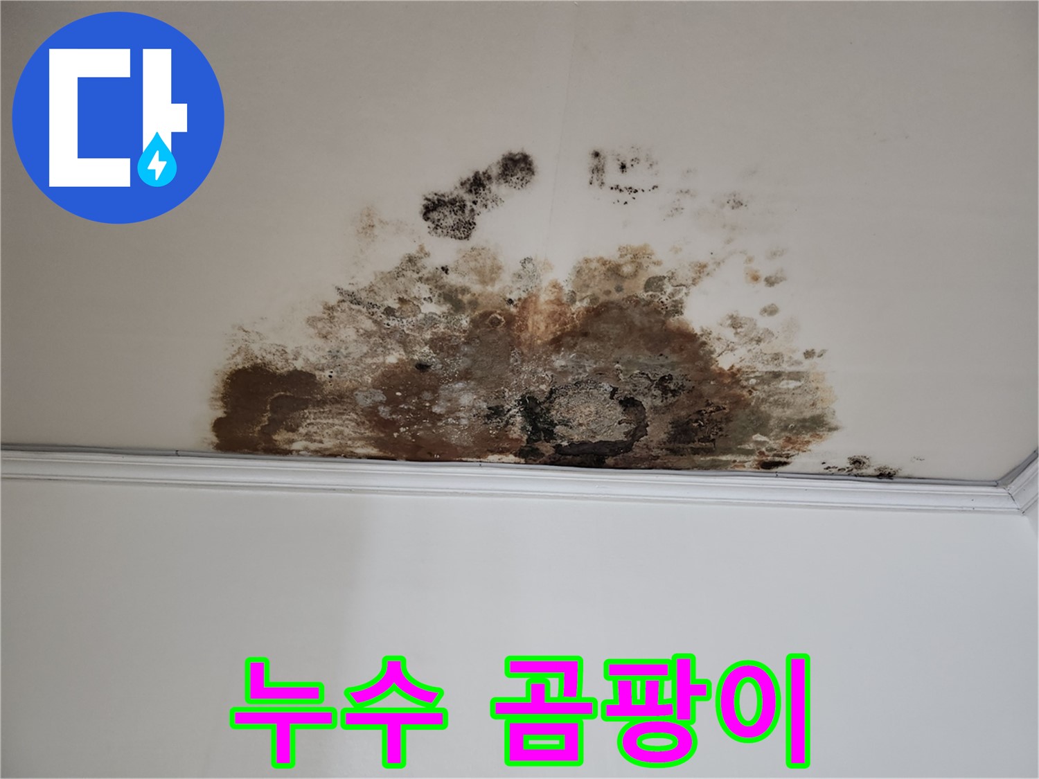 마포구 용강동 누수 - 누수와 곰팡이의 콜라보