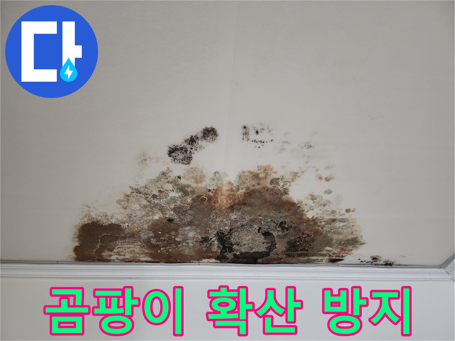마포구 용강동 천장 누수 - 곰팡이 확산 방지 긴급 조치