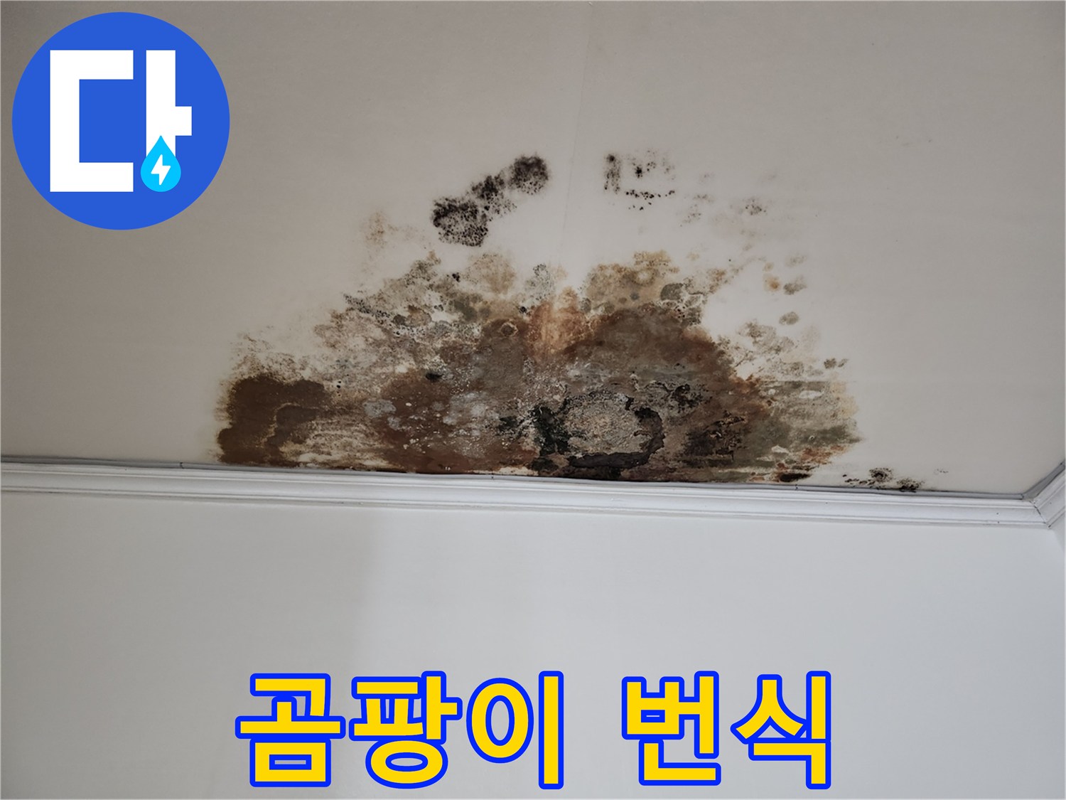용강동 누수 - 곰팡이 번식 해결