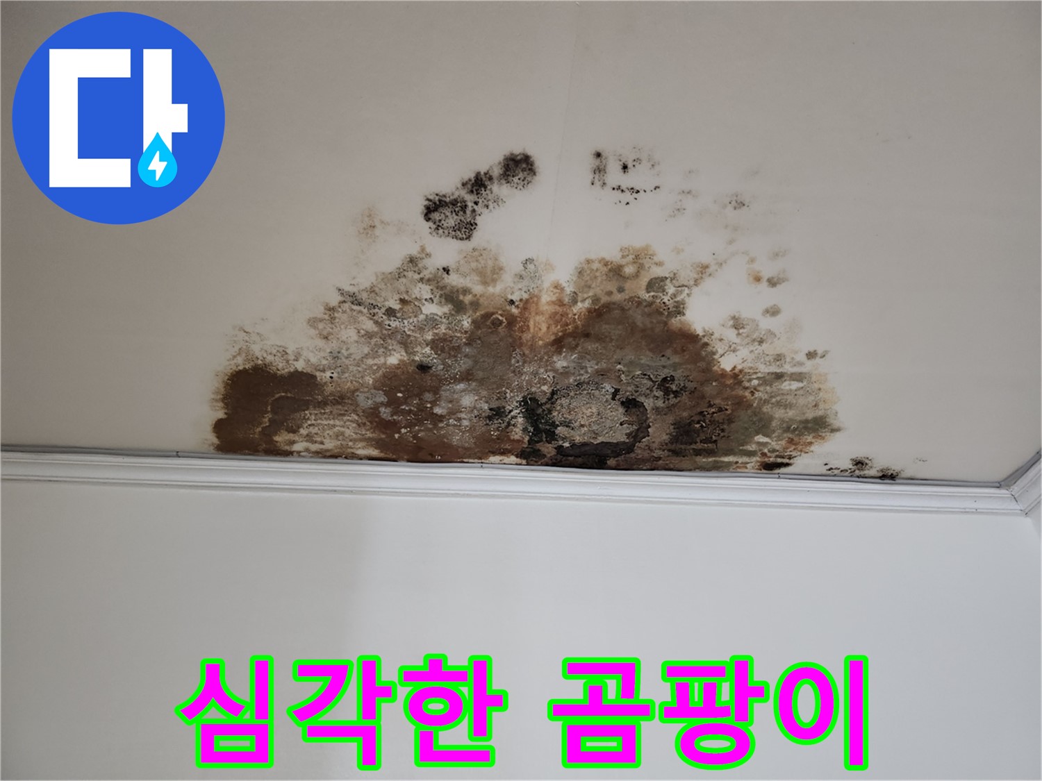 용강동 누수 - 곰팡이 심각한 오염