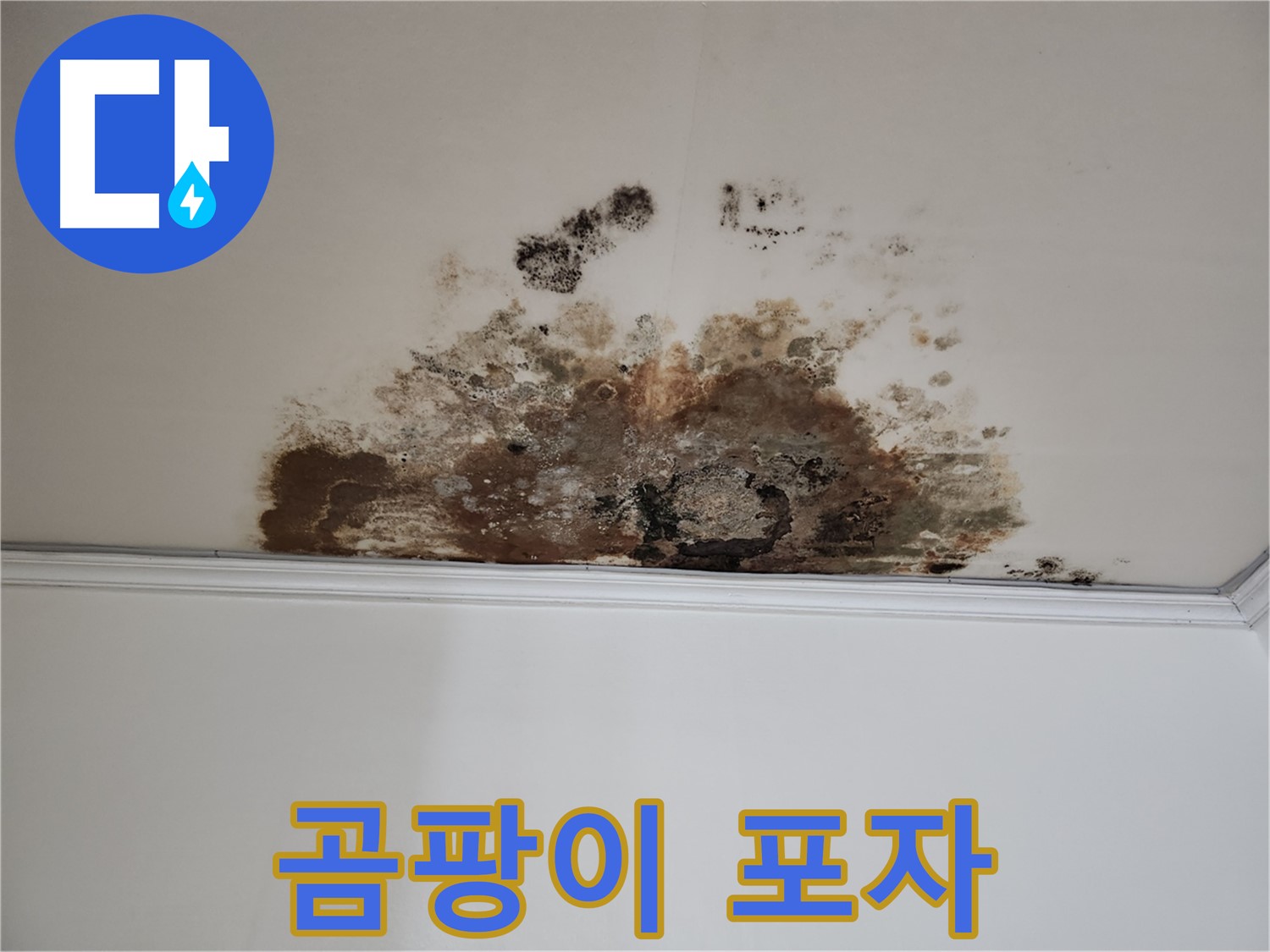 용강동 누수 - 곰팡이 포자 확산