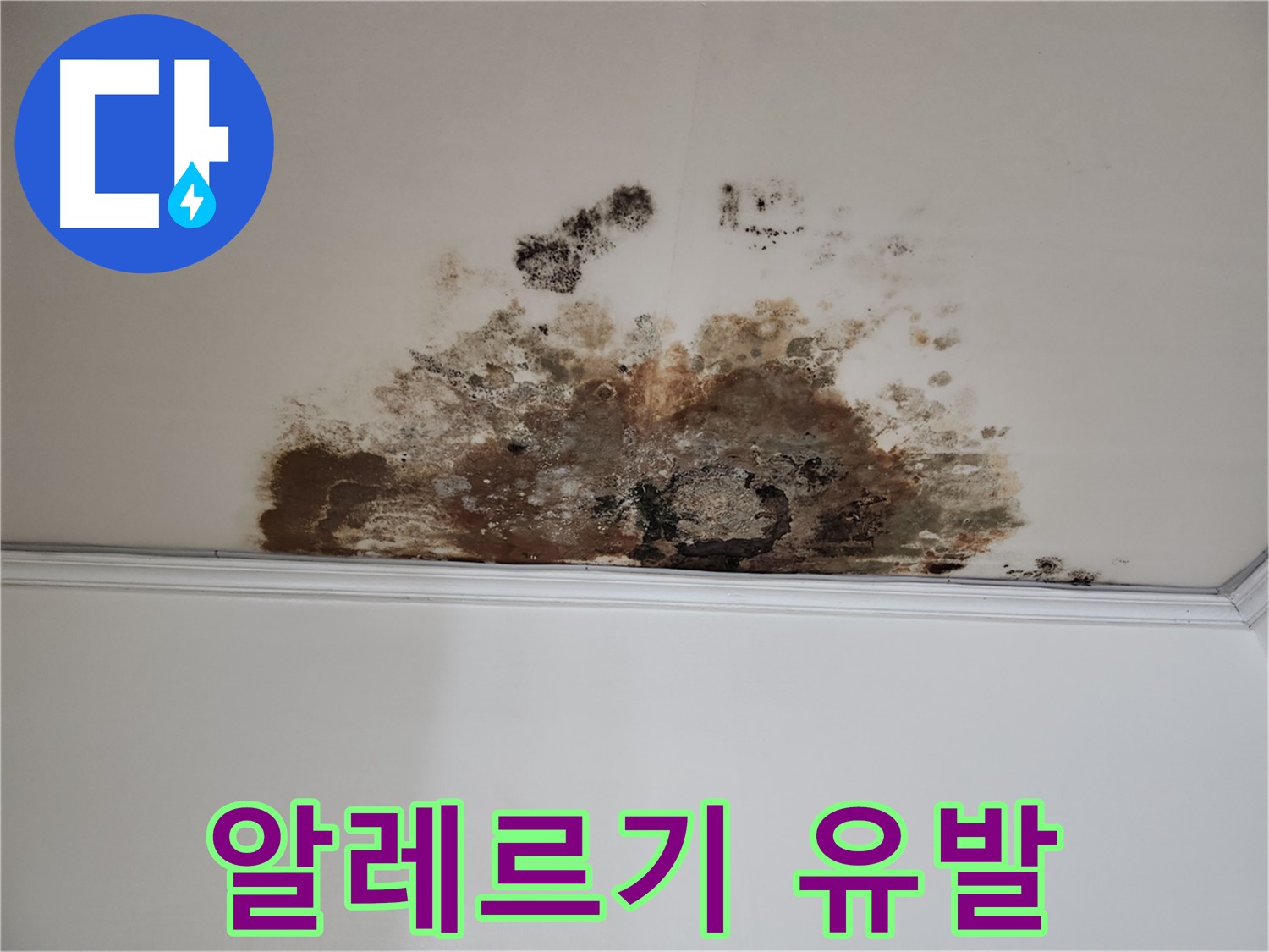 용강동 누수 - 곰팡이로 인한 알레르기