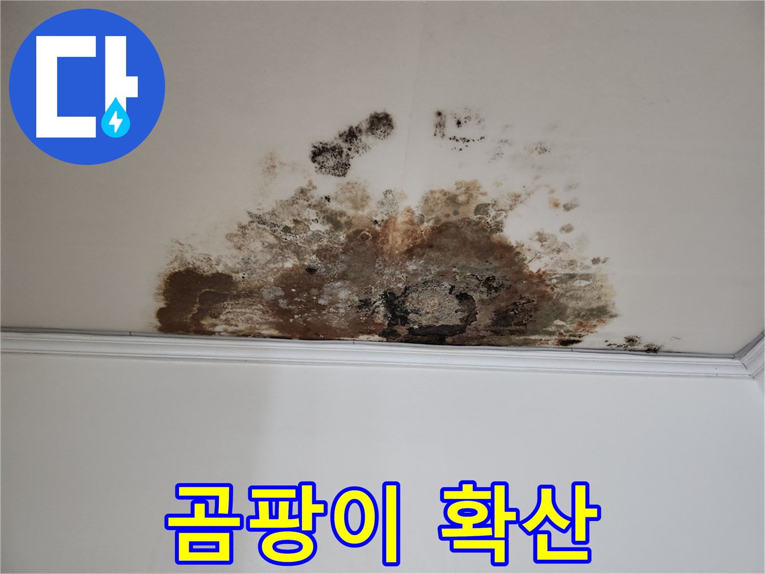용강동 누수 - 천장 곰팡이 확산
