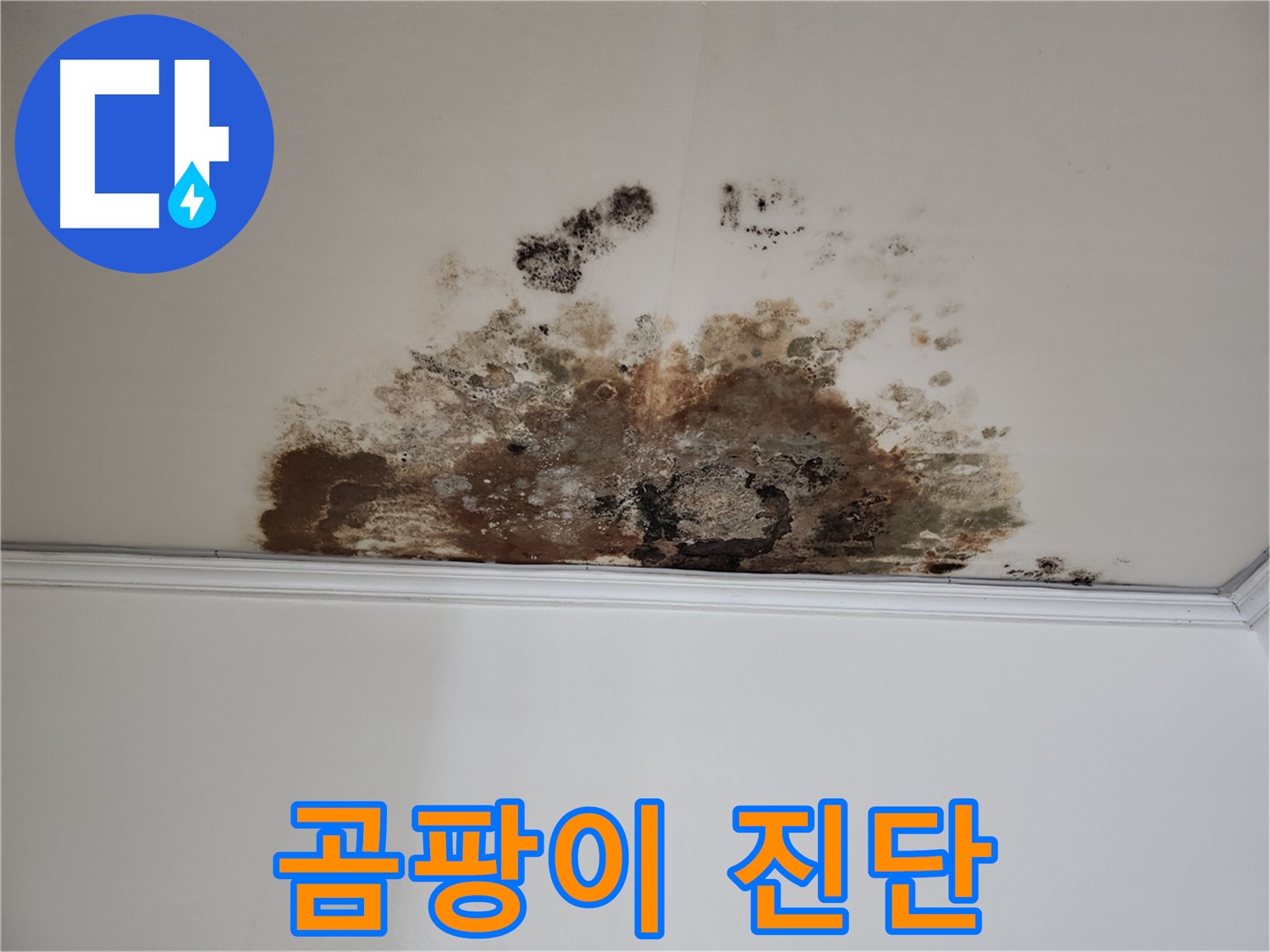 용강동 아파트 누수 - 곰팡이 원인 진단