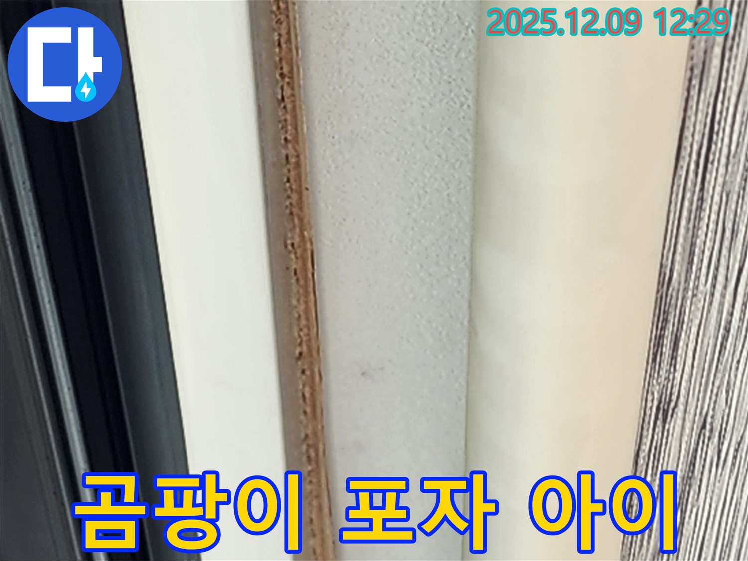 문 안쪽 곰팡이 - 곰팡이 포자가 아이에게 해로울까요?