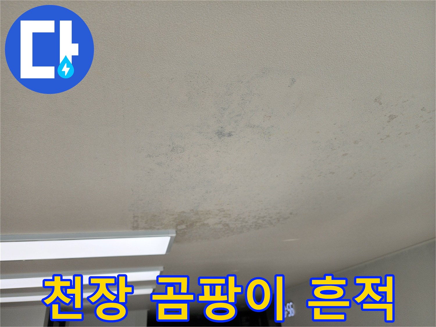 천장 면적을 차지하는 넓은 곰팡이 오염 부위