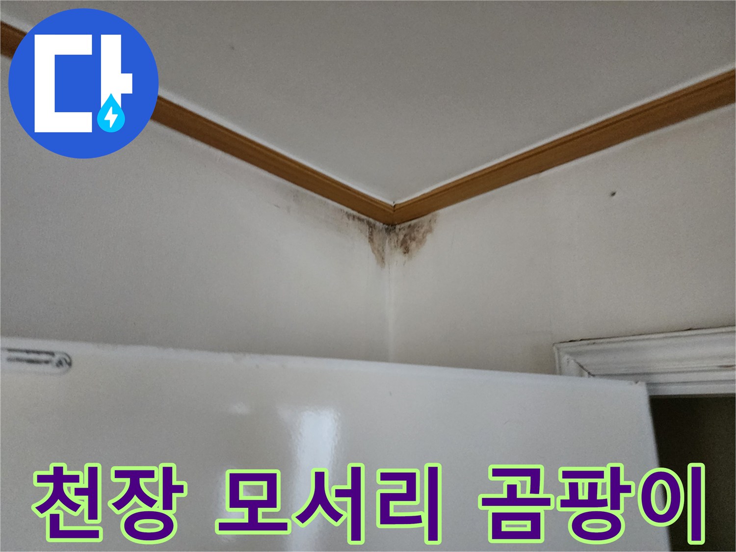 양주 고암동 현장의 천장 몰딩 부근 곰팡이 발생 상태