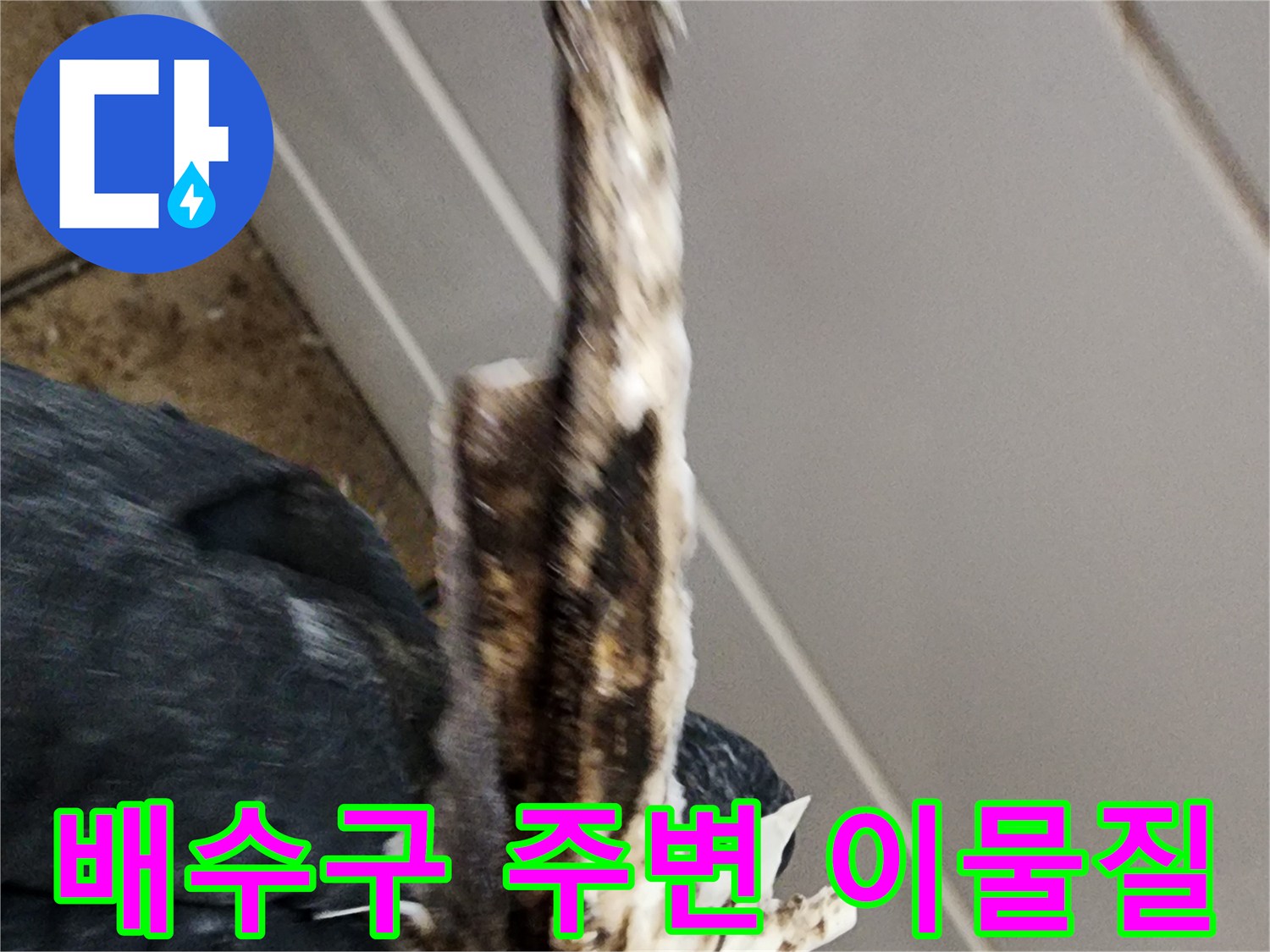화장실 배수구 유가 주변에 엉켜있는 이물질과 오염된 상태