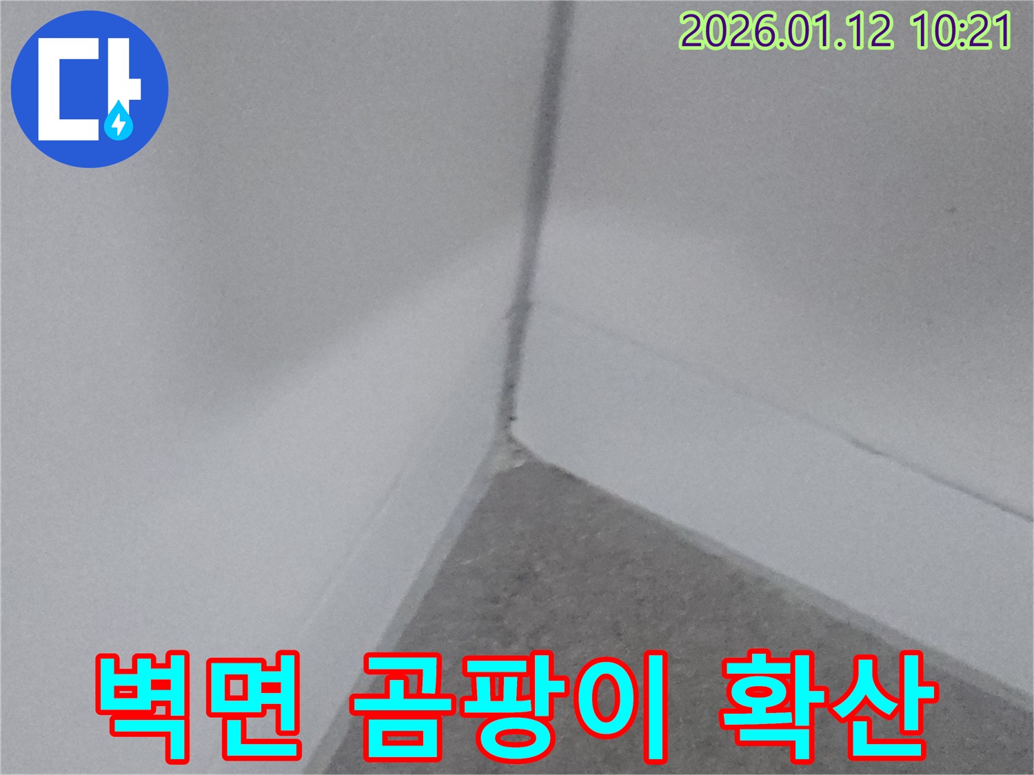 벽면 곰팡이 확산 - 벽에 곰팡이가 넓게 퍼진 모습