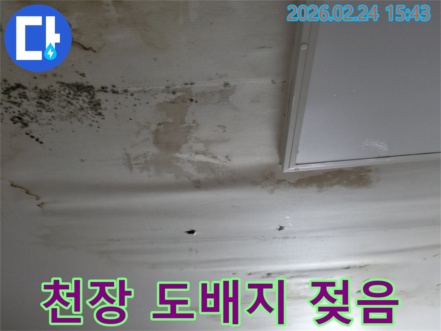천장 도배지가-물에-젖어-얼룩지고-곰팡이가-피어난-심각한-누수-현장-사진