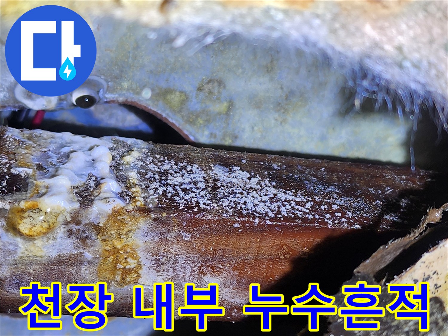 습기에 오염된 천장-하얀색 백화 현상이 나타난 목재 부위