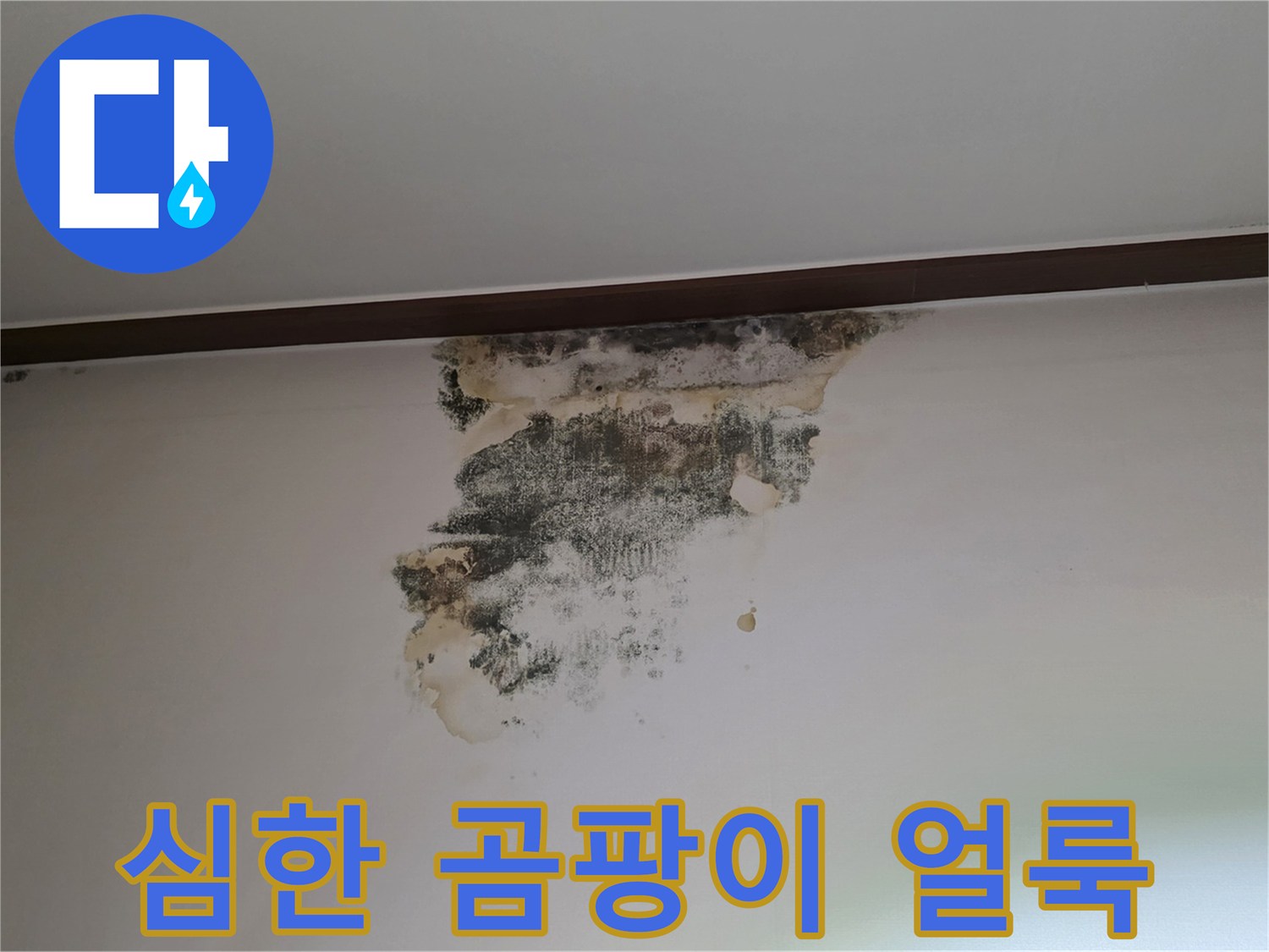천장 벽면에 넓게 퍼진 검은색 곰팡이와 누수 피해 부위