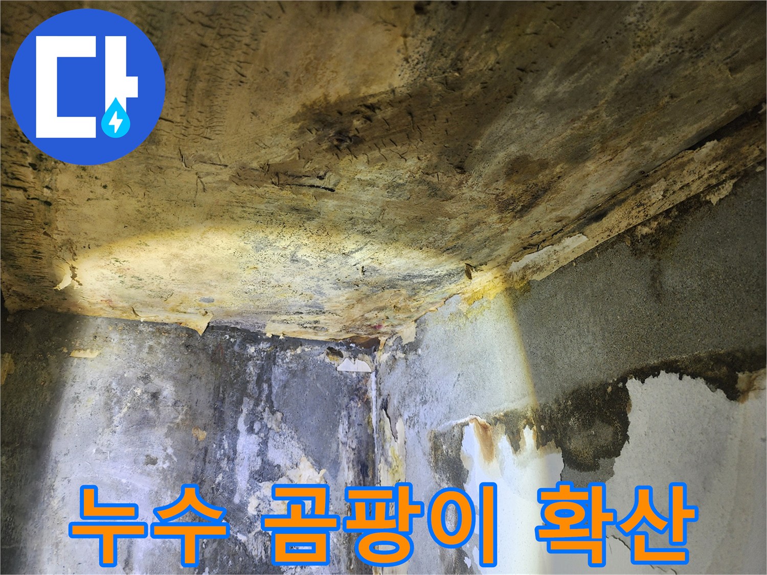 누수로 인해-천장과 벽에 발생한-광범위한 곰팡이와-벽지 탈락 현장